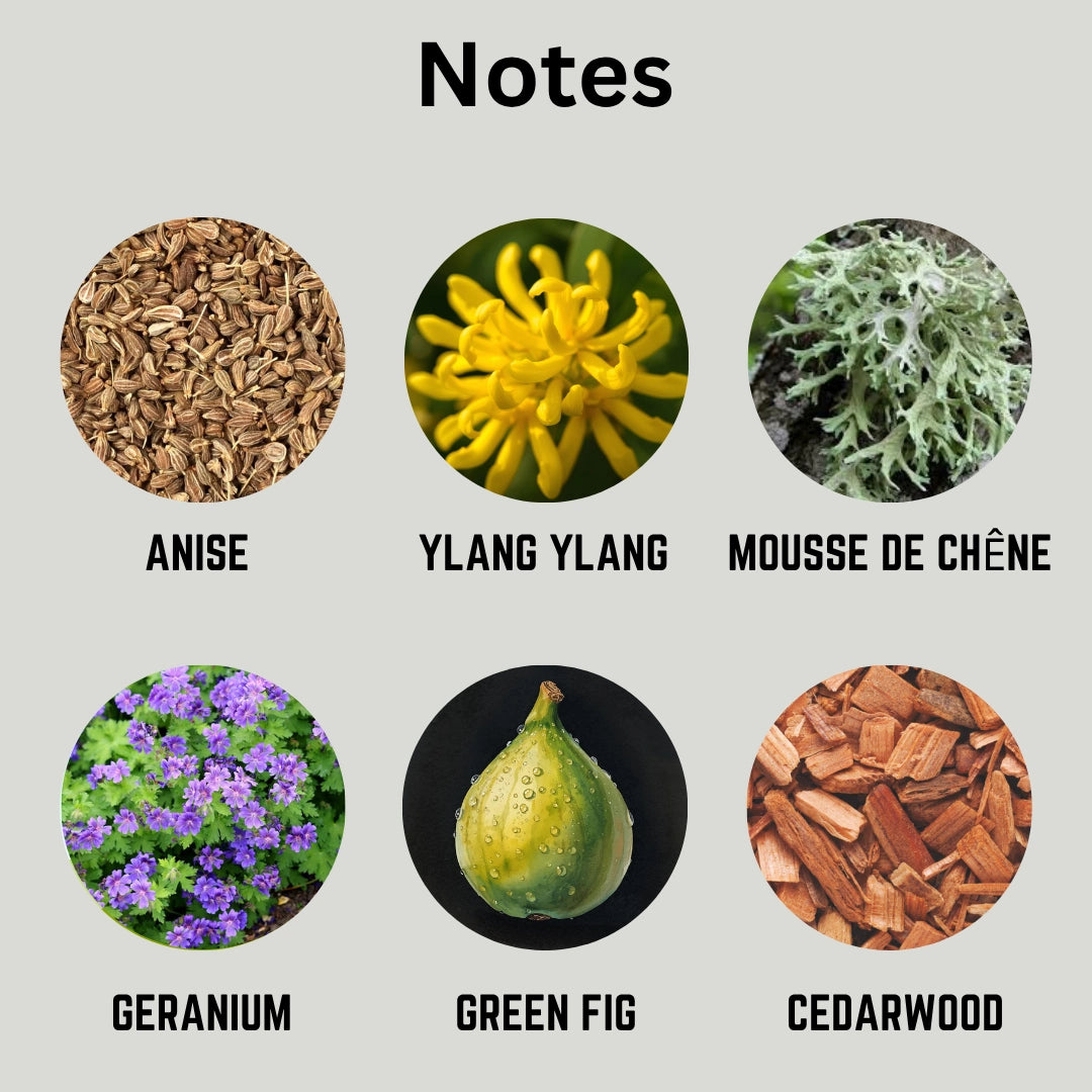 A product notes graphic on a light gray background showing six circular botanical references labeled in French and English: Anise, Ylang Ylang, Mousse de Chène, Geranium, Green Fig, and Cedarwood.