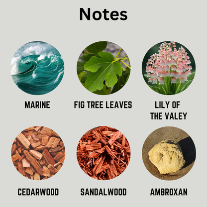 Collection of natural elements with labels for marine, fig tree leaves, lily of the valley, cedarwood, sandalwood, and ambroxan.